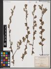 Foto von Salix aurita L.